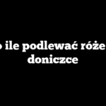 Co ile podlewać róże w doniczce