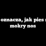 Co oznacza, jak pies ma mokry nos