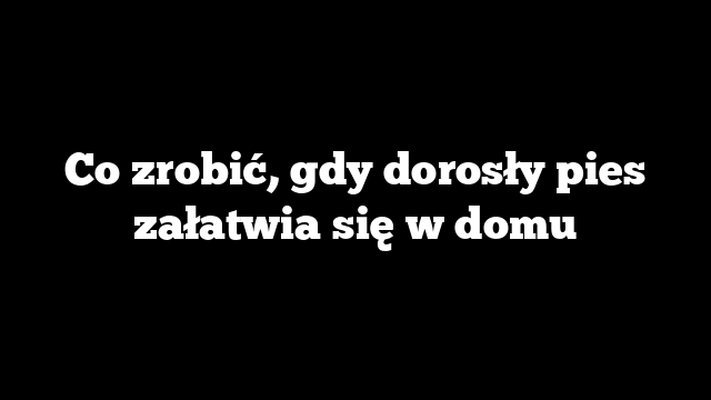 Co zrobić, gdy dorosły pies załatwia się w domu