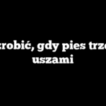 Co zrobić, gdy pies trzepie uszami