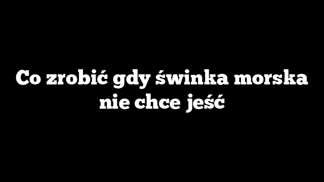 Co zrobić gdy świnka morska nie chce jeść