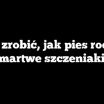 Co zrobić, jak pies rodzi martwe szczeniaki