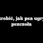 Co zrobić, jak psa ugryzie pszczoła