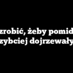 Co zrobić, żeby pomidory szybciej dojrzewały?