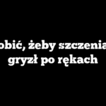 Co zrobić, żeby szczeniak nie gryzł po rękach