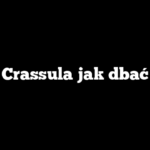 Crassula jak dbać