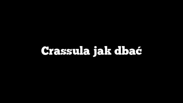 Crassula jak dbać