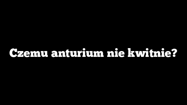 Czemu anturium nie kwitnie?