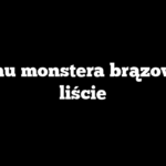 Czemu monstera brązowieją liście