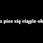 Czemu pies się ciągle oblizuje