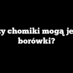 Czy chomiki mogą jeść borówki?
