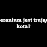 Czy geranium jest trujące dla kota?