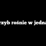 Czy grzyb rośnie w jedną noc?