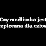 Czy modliszka jest niebezpieczna dla człowieka