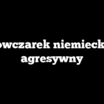 Czy owczarek niemiecki jest agresywny