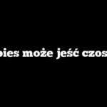 Czy pies może jeść czosnek?