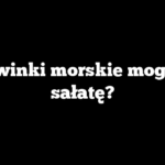 Czy świnki morskie mogą jeść sałatę?