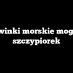 Czy świnki morskie mogą jeść szczypiorek
