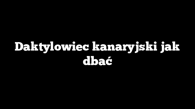 Daktylowiec kanaryjski jak dbać