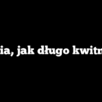 Dalia, jak długo kwitnie?