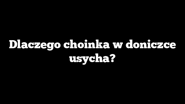 Dlaczego choinka w doniczce usycha?