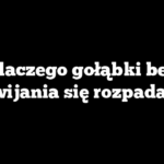 Dlaczego gołąbki bez zawijania się rozpadają?