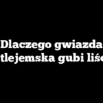 Dlaczego gwiazda betlejemska gubi liście