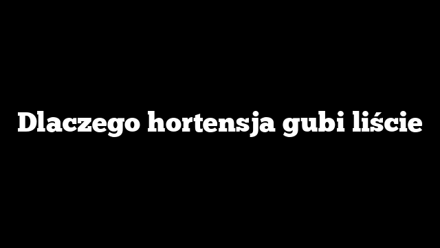Dlaczego hortensja gubi liście