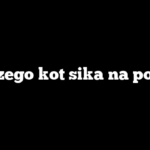 Dlaczego kot sika na pościel