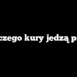 Dlaczego kury jedzą pióra
