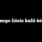 Dlaczego liście kalii żółkną