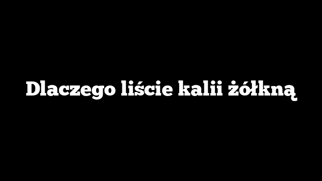 Dlaczego liście kalii żółkną