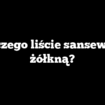 Dlaczego liście sansewierii żółkną?