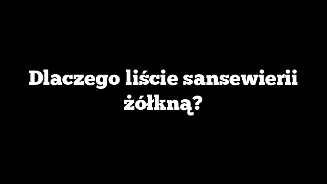 Dlaczego liście sansewierii żółkną?