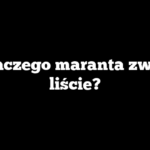 Dlaczego maranta zwija liście?