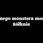 Dlaczego monstera monkey żółknie