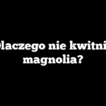 Dlaczego nie kwitnie magnolia?