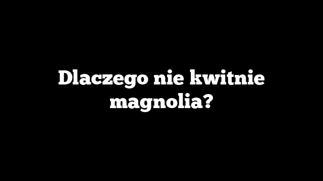 Dlaczego nie kwitnie magnolia?