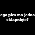 Dlaczego pies ma jedno ucho oklapnięte?