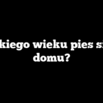 Do jakiego wieku pies sika w domu?