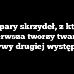 Dwie pary skrzydeł, z których pierwsza tworzy twarde pokrywy drugiej występują u
