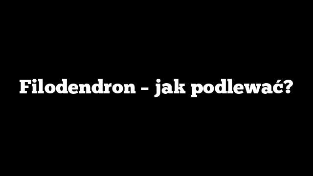 Filodendron – jak podlewać?
