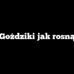Goździki jak rosną