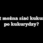 Ile lat można siać kukurydzę po kukurydzy?