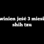 Ile powinien jeść 3 miesięczny shih tzu
