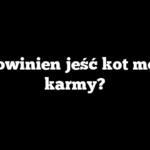Ile powinien jeść kot mokrej karmy?