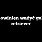 Ile powinien ważyć golden retriever