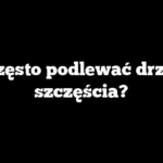 Jak często podlewać drzewko szczęścia?