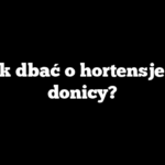 Jak dbać o hortensje w donicy?