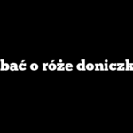 Jak dbać o róże doniczkowe?